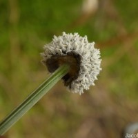 Eriocaulon brownianum Mart.